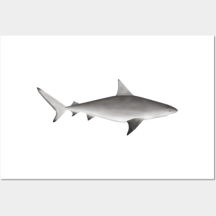 Bull Shark Posters and Art